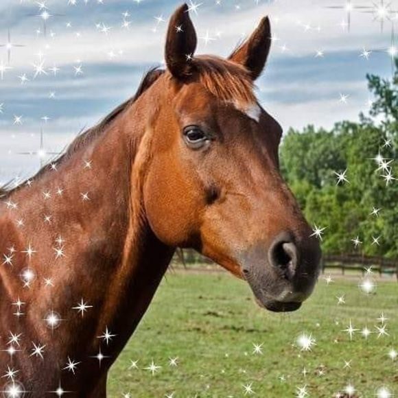 Meet your Posher, Cindy - Picture 1 of 1